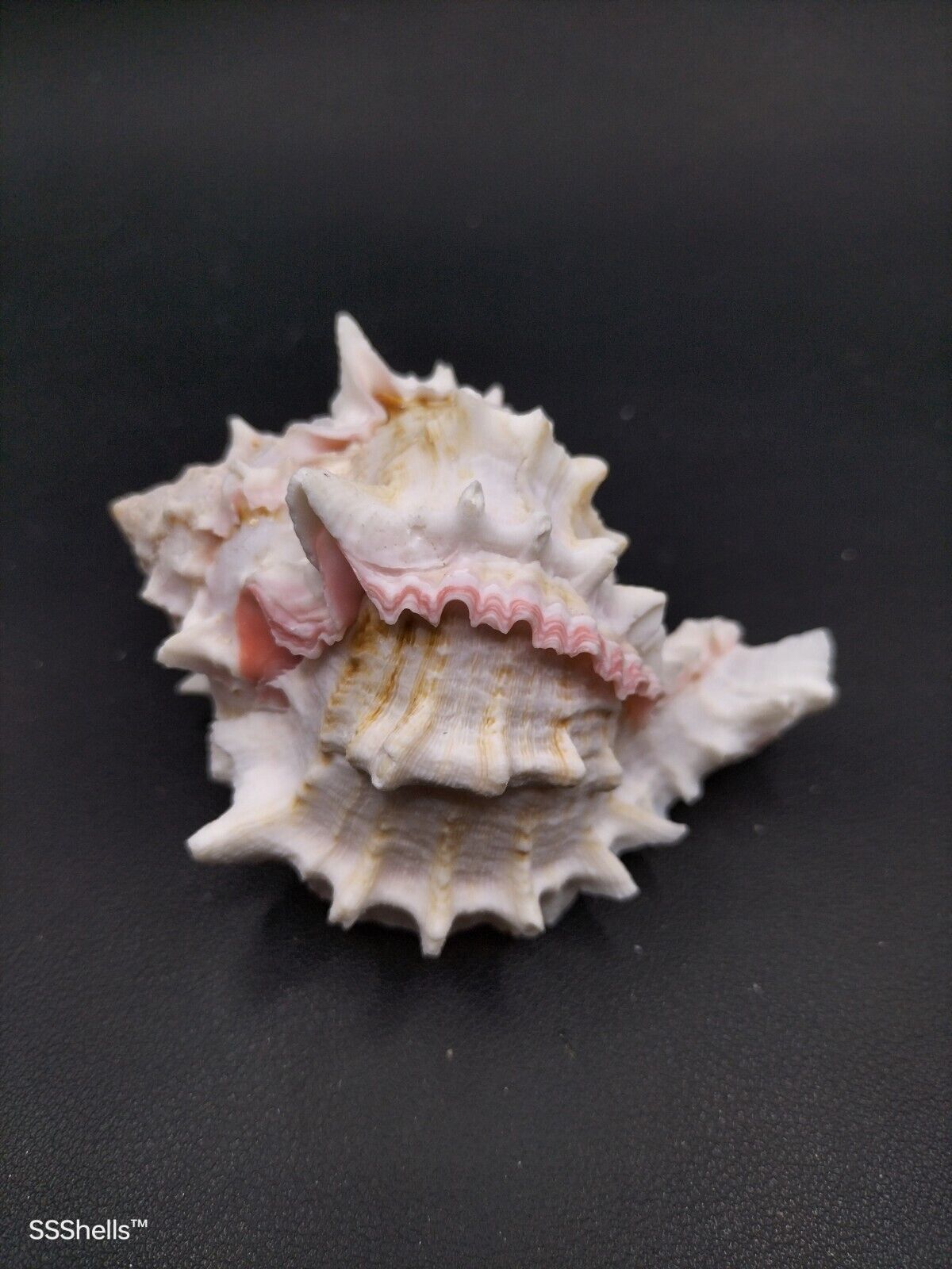 Hexaplex erythrostomus pink mouth murex beach coastal marine collectors #10086