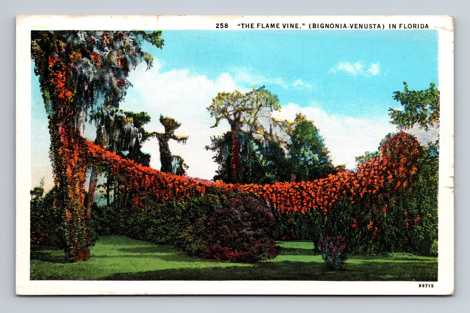 The Flame Vine Bignonia Venusta Florida FL Floral Botanical Curt Teich Postcard