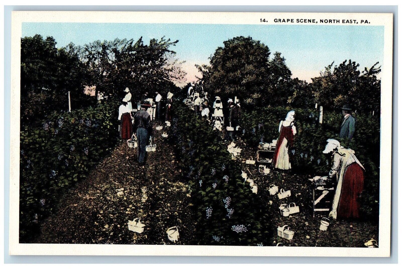 North East Pennsylvania PA Postcard Grape Scene Harvesting c1910\'s Antique