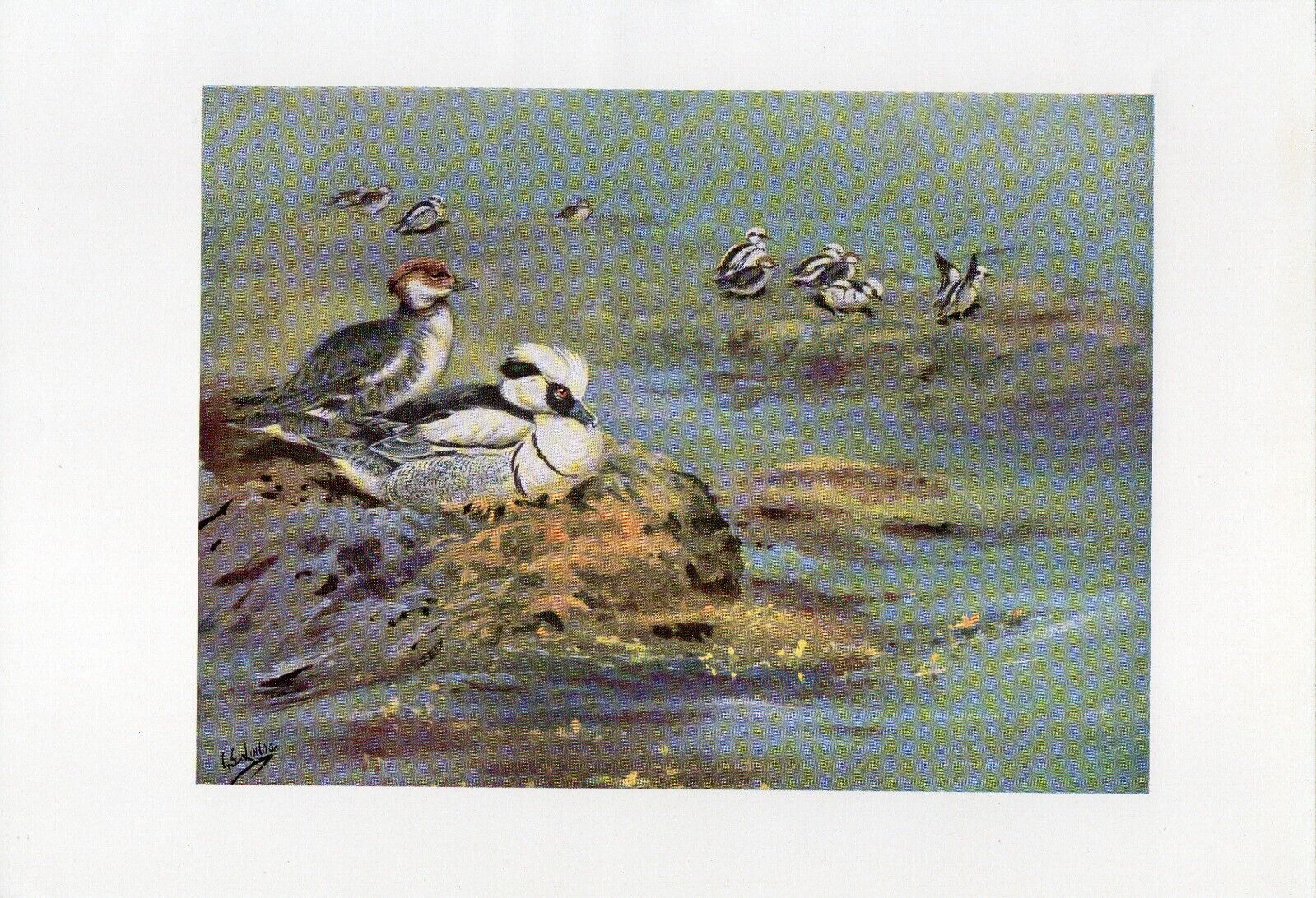 Smew Duck - 1958 Beautiful Vintage Bird Print by G.E.Lodge Great Gift