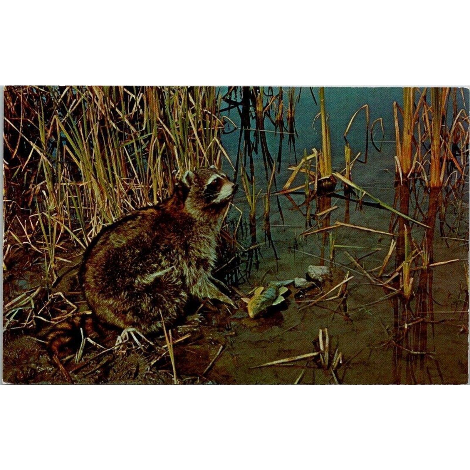 Raccoon Feeding Along Lake Edge Vintage Postcard 3.5