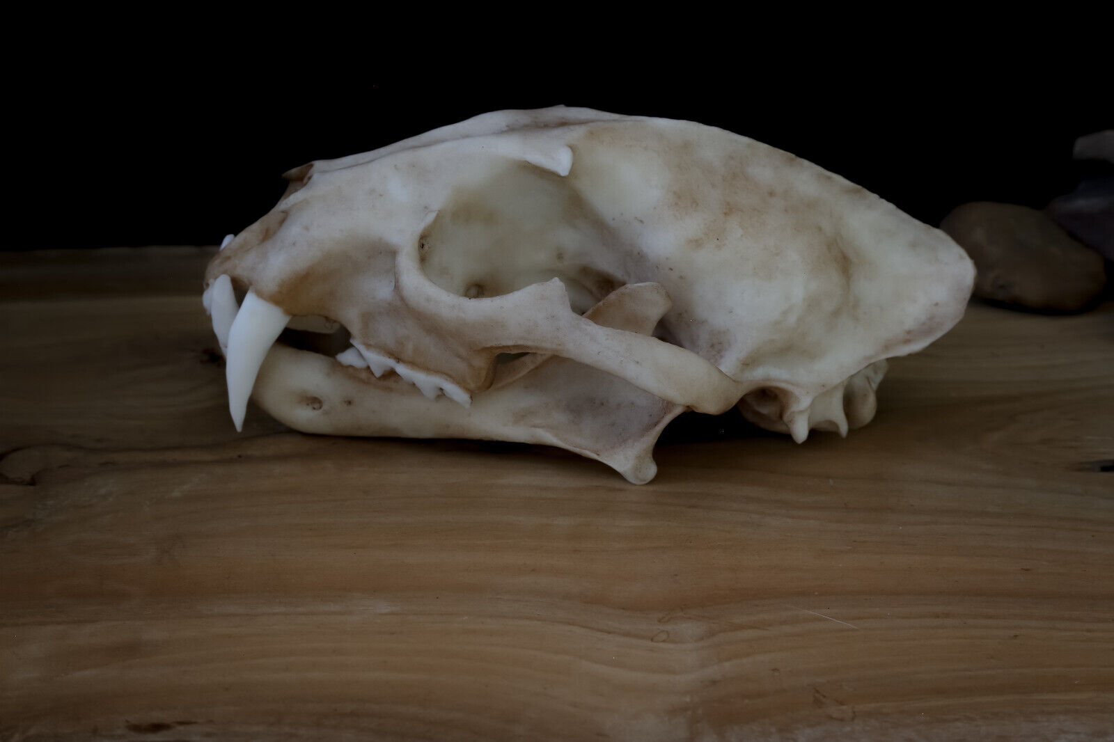 Clouded Leopard skull - high quality replica - FREE world wide shipping.