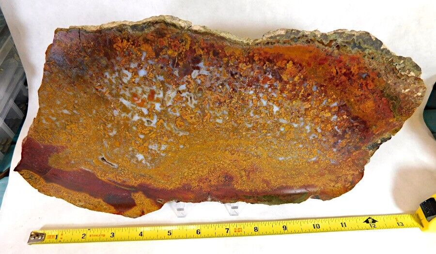 FANTASTIC RARE HUGE BLOODY BASIN PLUME AGATE  COLLECTOR SLAB MUST SEE