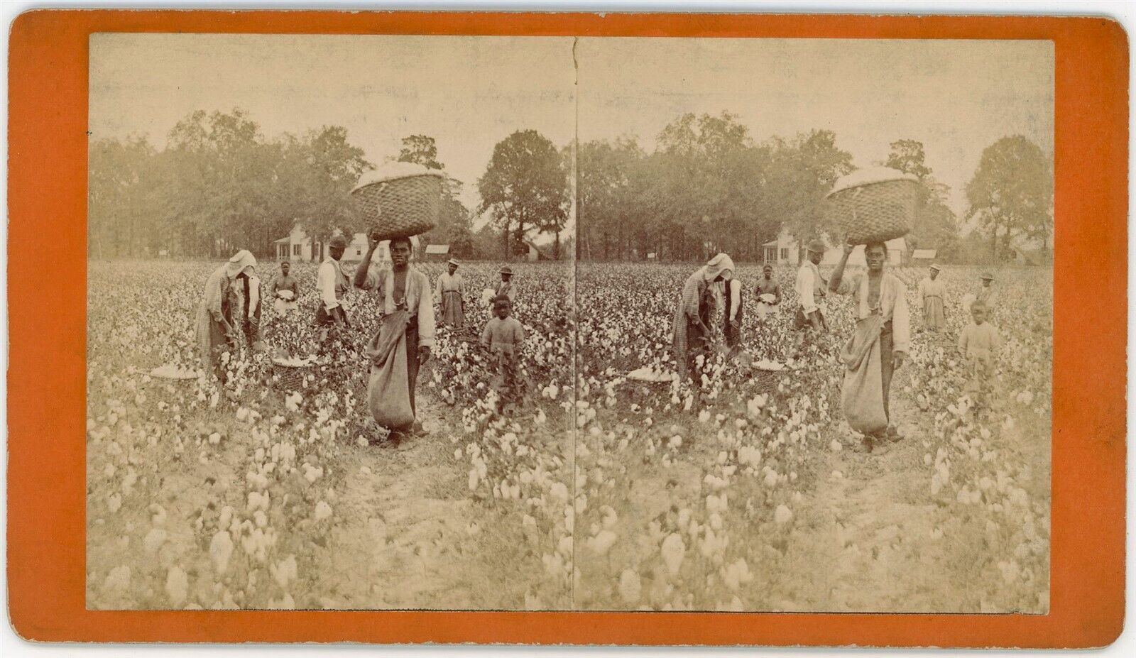 SOUTH CAROLINA SV - Aiken - Cotton Field - JA Palmer 1880s