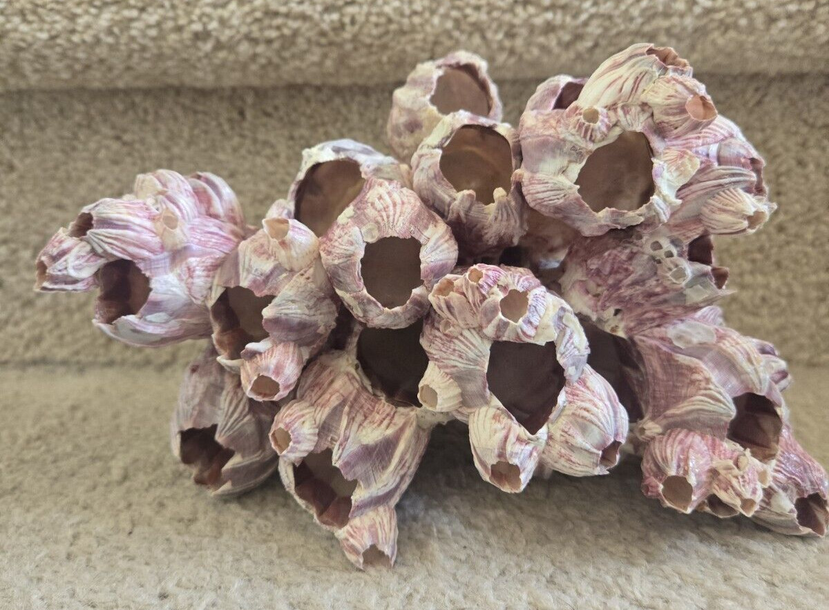 Large Purple Barnacle Cluster Budding center 1.8 Lbs Natural Fossil