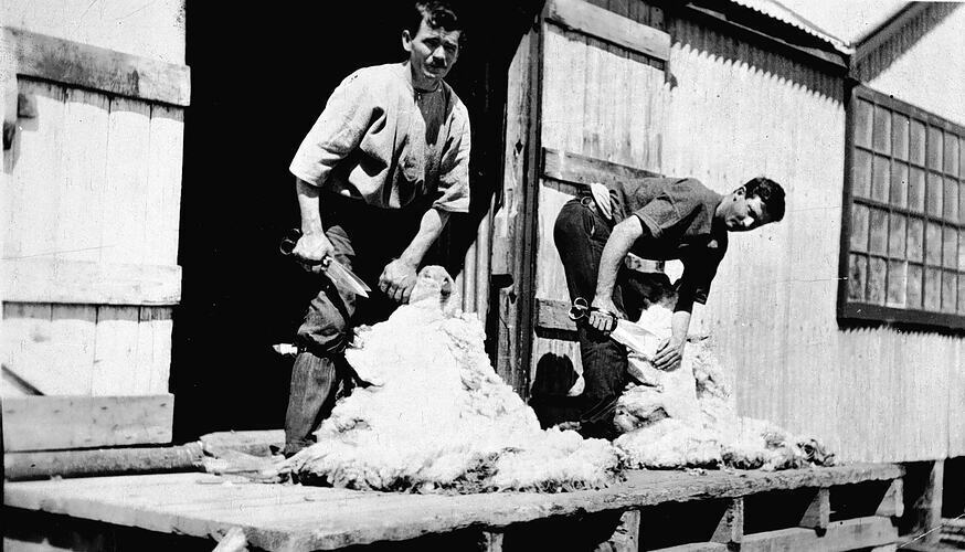 Men shearing sheep outside Eastville Victoria 1928 OLD PHOTO