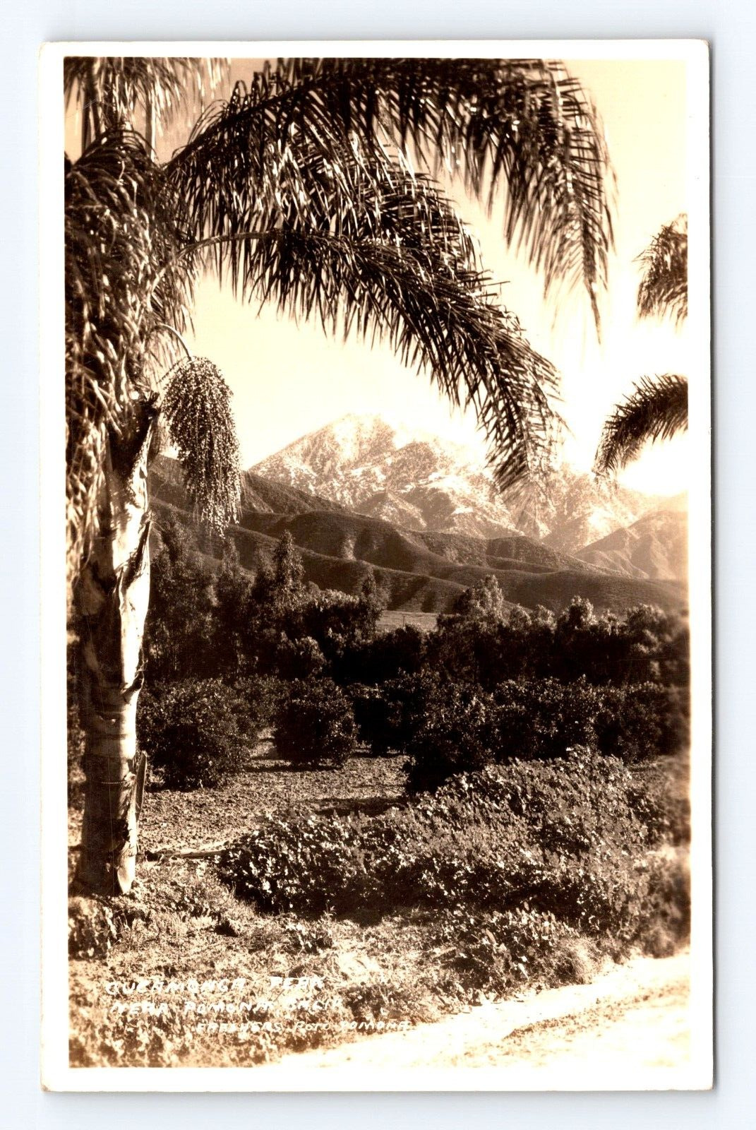 Postcard RPPC Photo Palm Trees Mountains Cucamonga Snow Peak Pomona CA Pre 1907