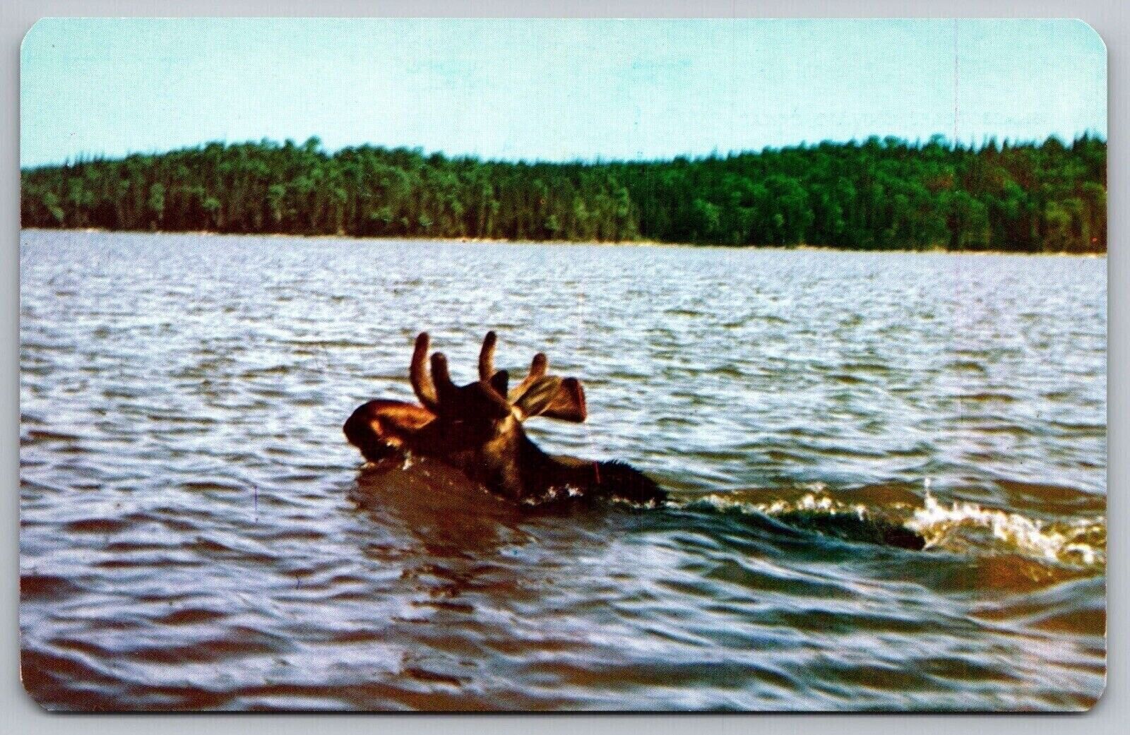 Sharbot Lake Ontario Canada Moose Scenic Northern Landscape Chrome Postcard