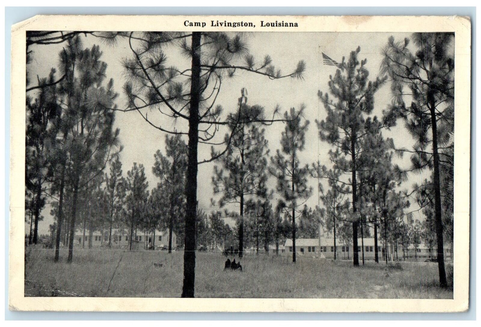 c1940's Camp Livingston Tall Trees Scene Alexandria Louisiana Unposted Postcard