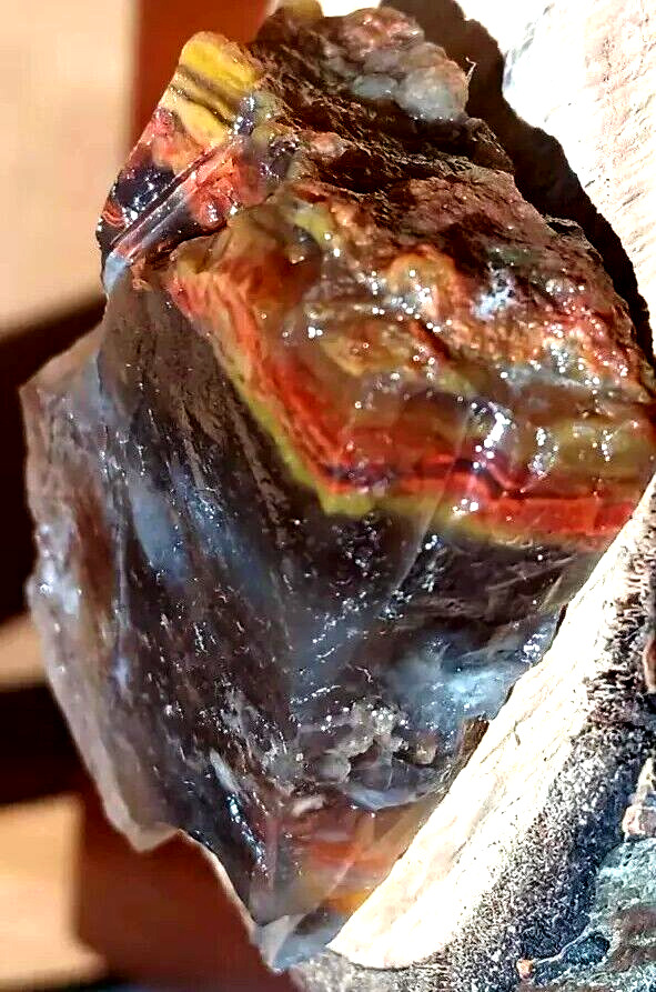 Volcanic Petrified Wood Limb Cast Orange Red Yellow Translucent W Inclusions