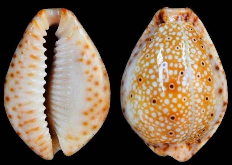 Natural Sri Lankan beach seashells