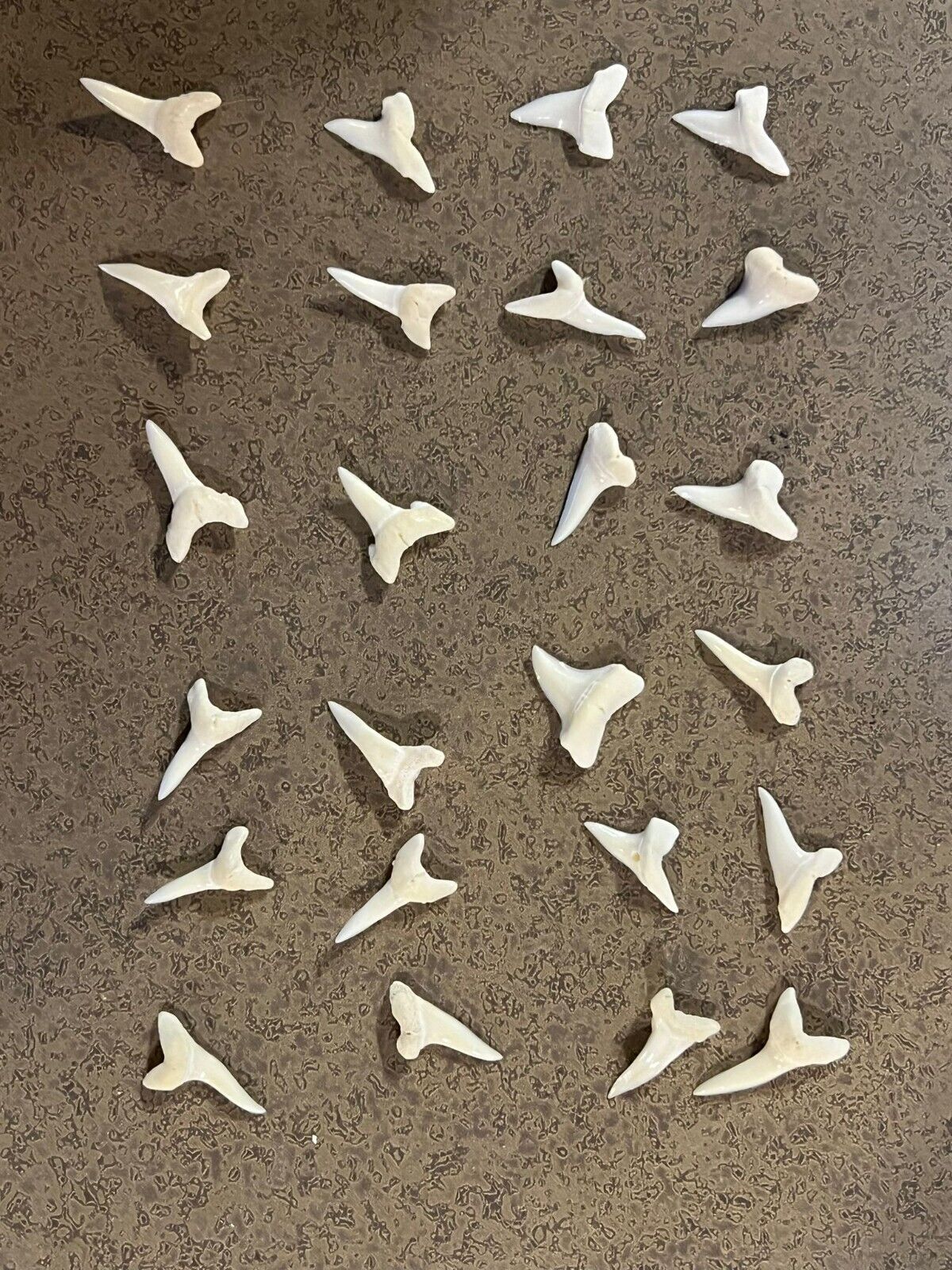 24 pieces real natural fossil small MAKO white shark tooth beach craft