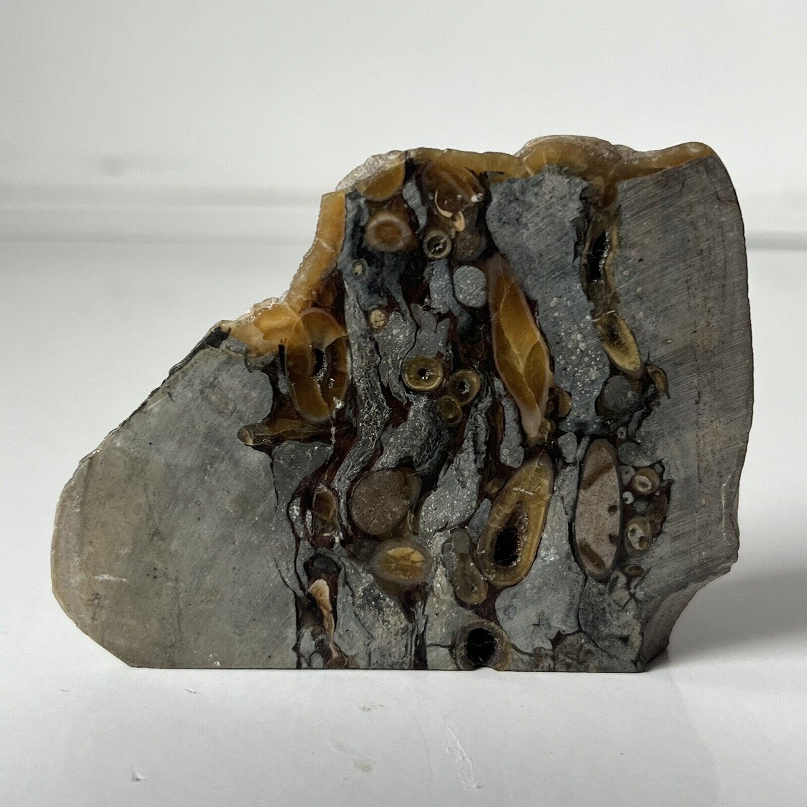 Polished Fossil Teredo Petrified Wood Slab (Shipworm Bored) 135g. 80 x 60 x 35mm