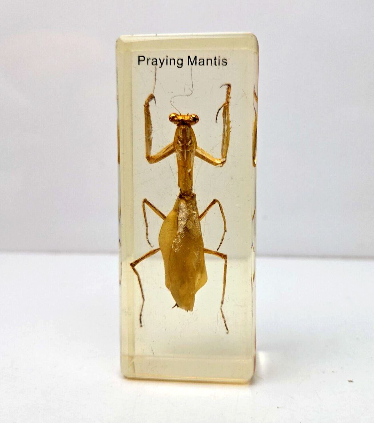 Vintage Real Praying Mantis Specimen in Resin Insects Hierodula Patellifera