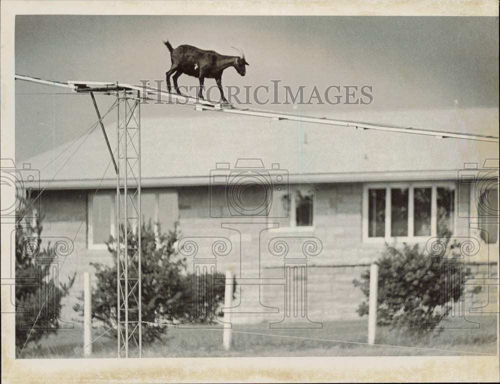 1970 Press Photo Goat Using Suspended Walkway - lrb35389