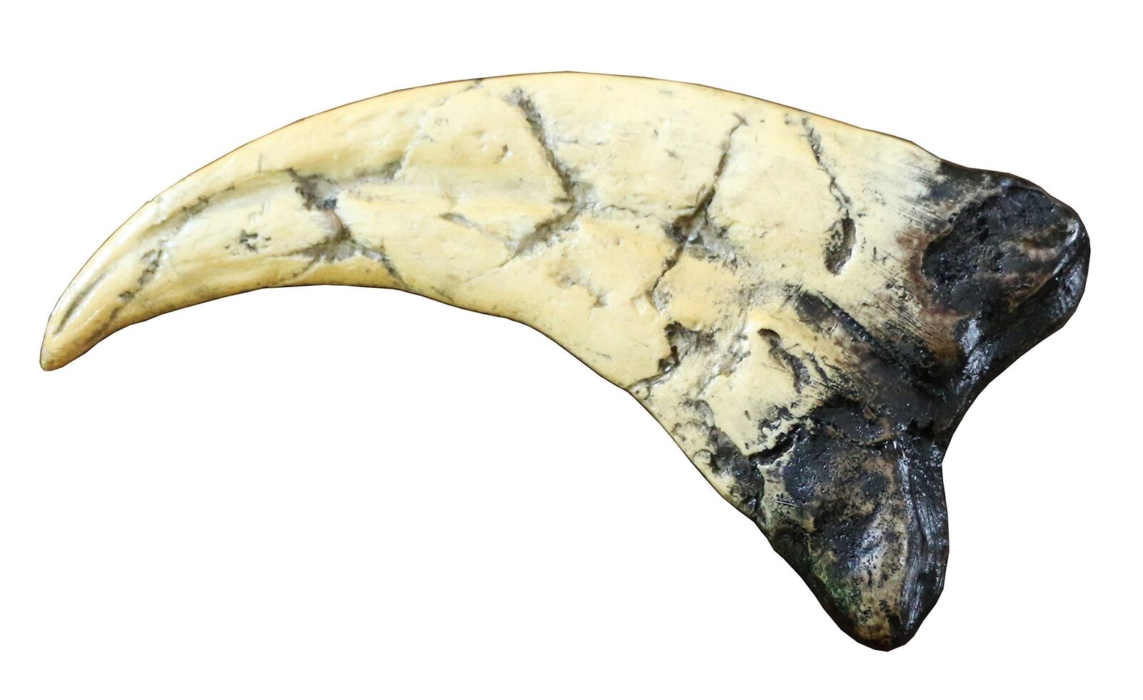 Utahraptor Dinosaur Life Size Raptor Claw Fossil Replica