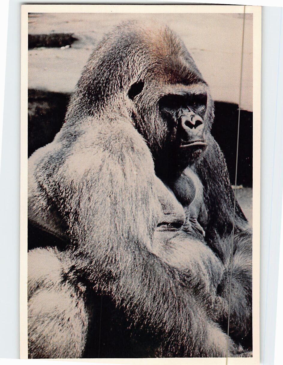 Postcard Gorilla Washington National Zoo Washington DC USA