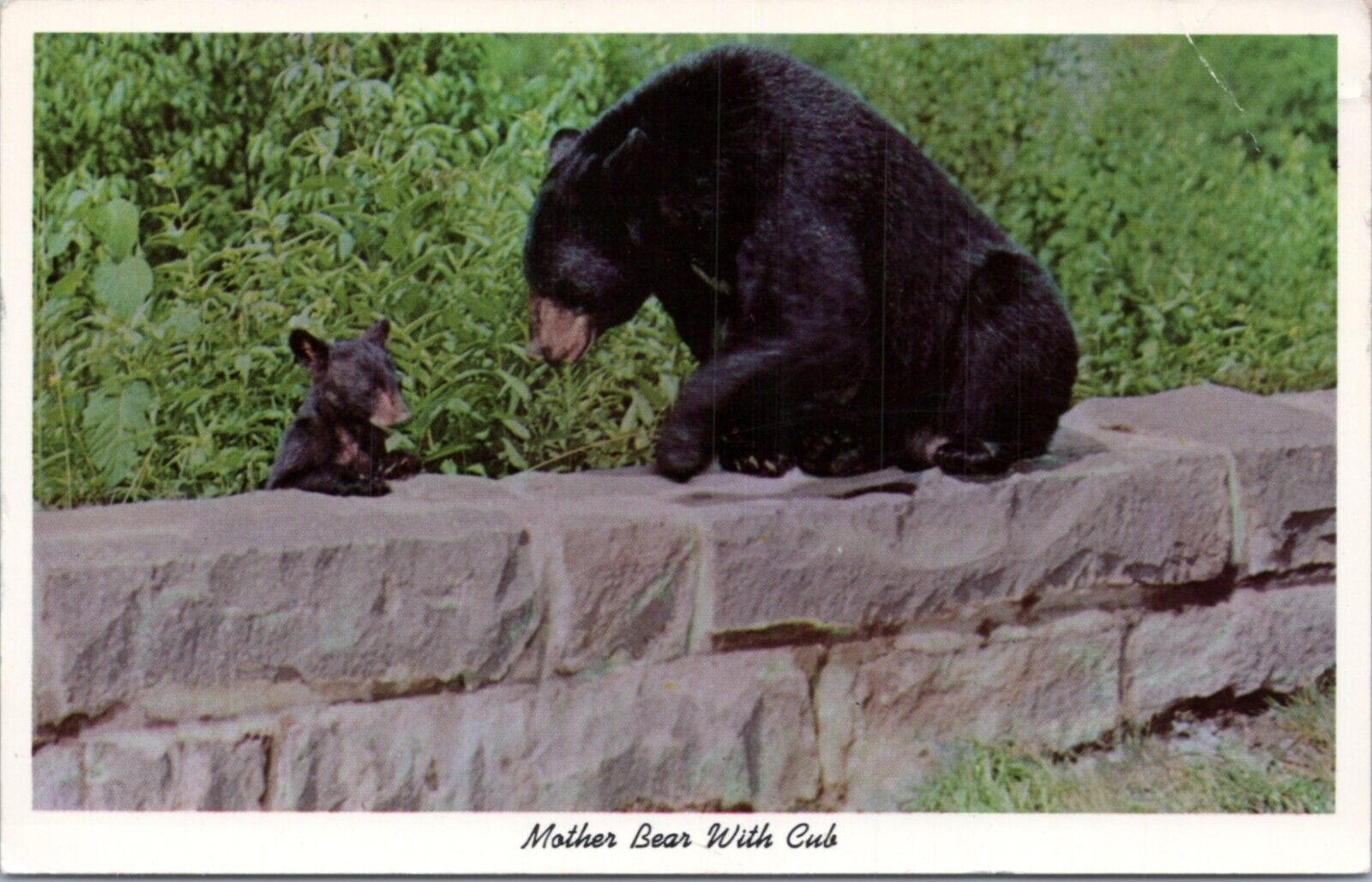 Postcard Black bear in woods
