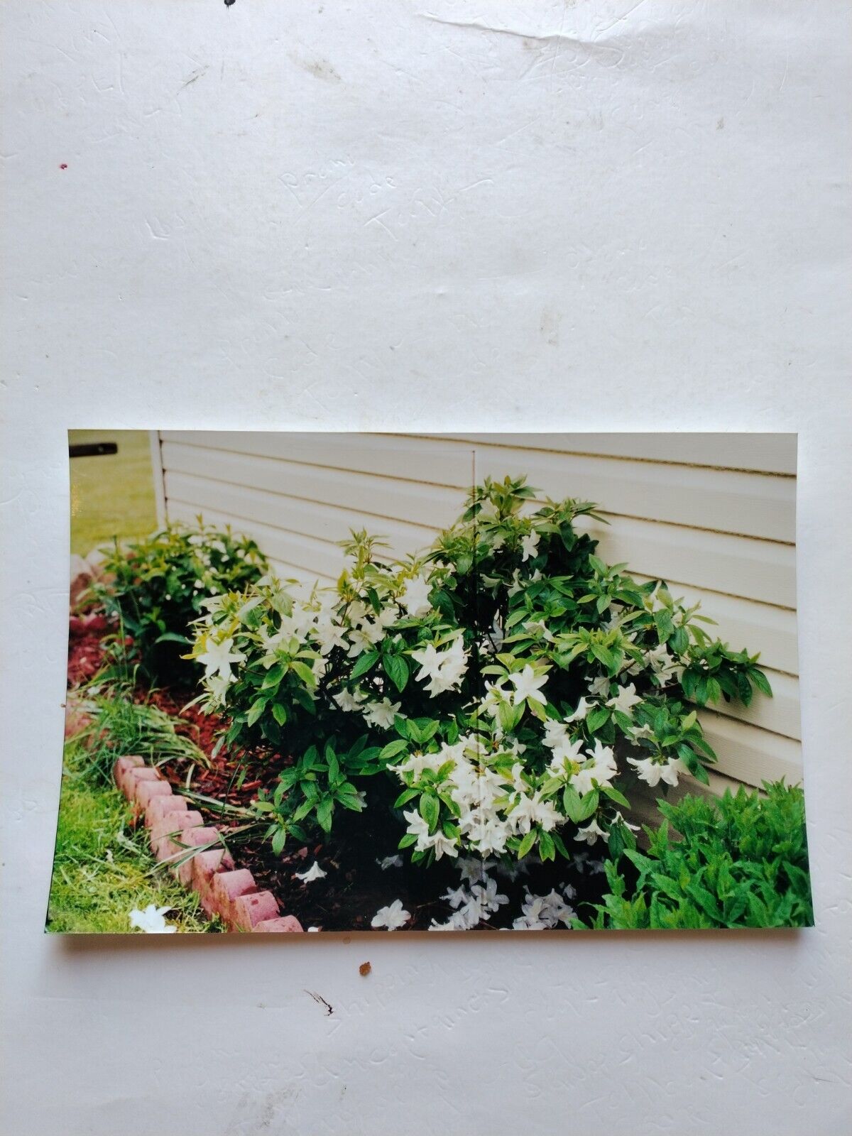 Vtg Found Color Original Photo Snapshot White Flowers On Side Of House Bed 307