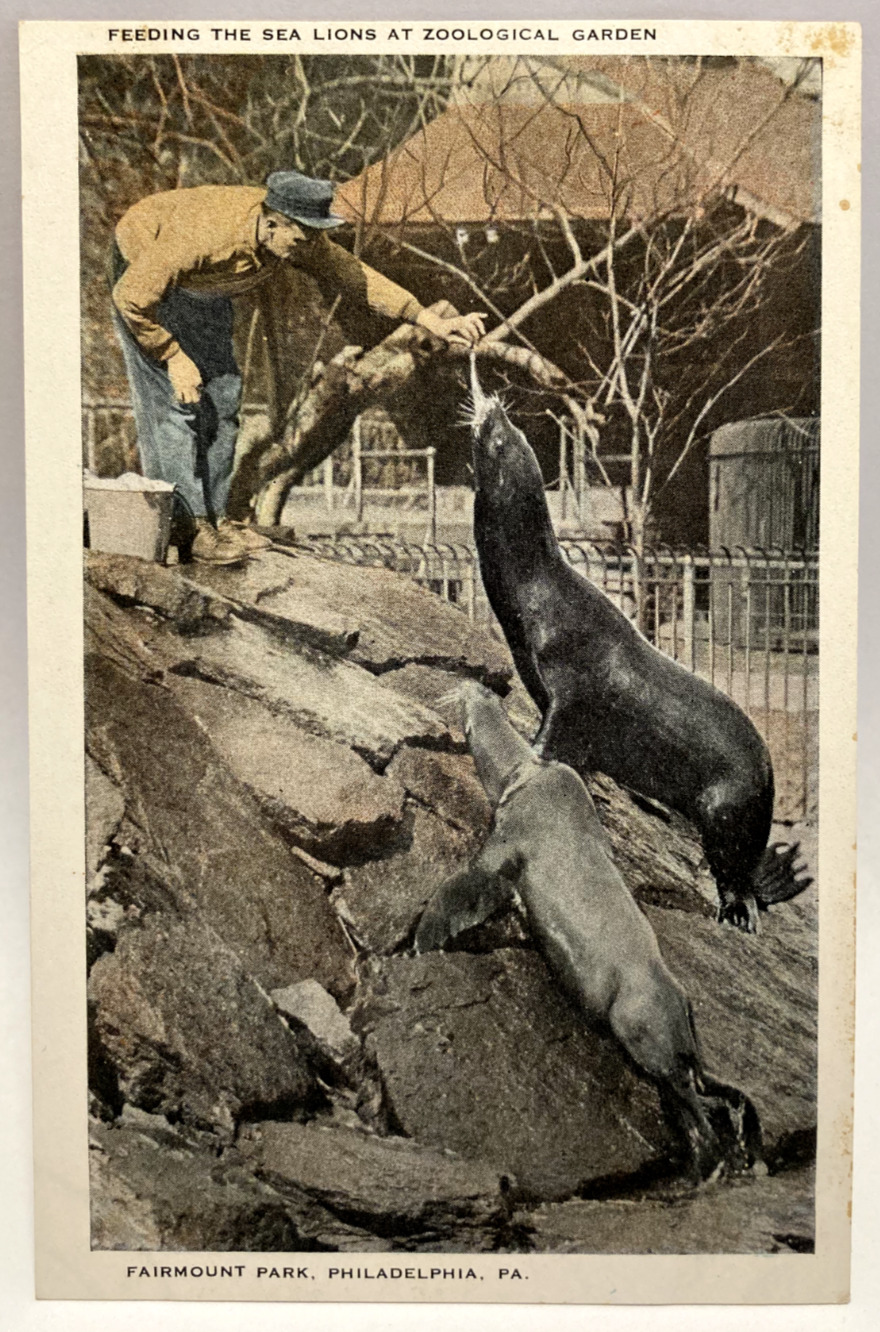 Feeding the Sea Lions, Zoological Garden Fairmont Park, Philadelphia PA Postcard