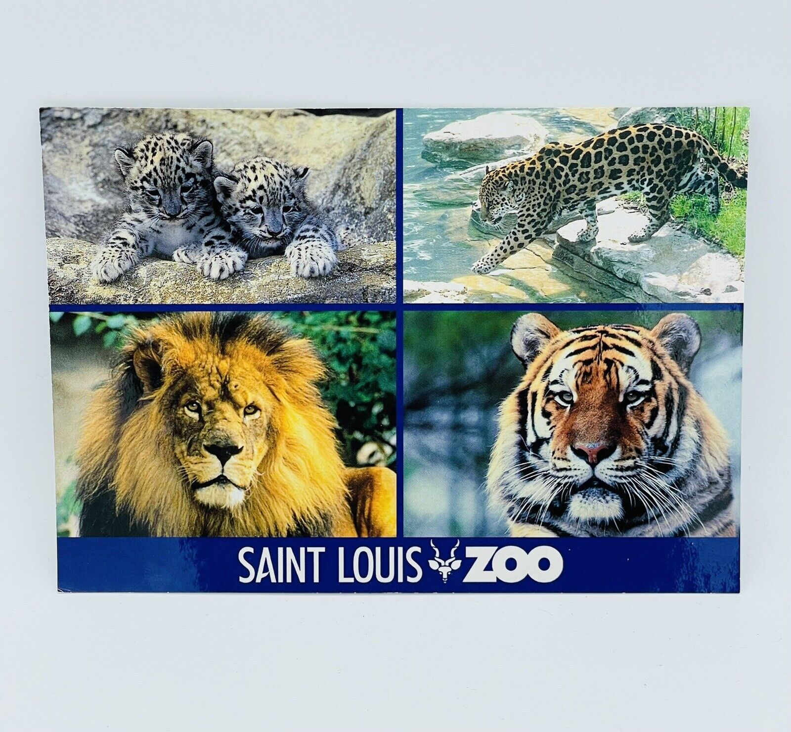 Saint Louis Zoo Big Cats Postcard ~ Pictorial Products Made In USA
