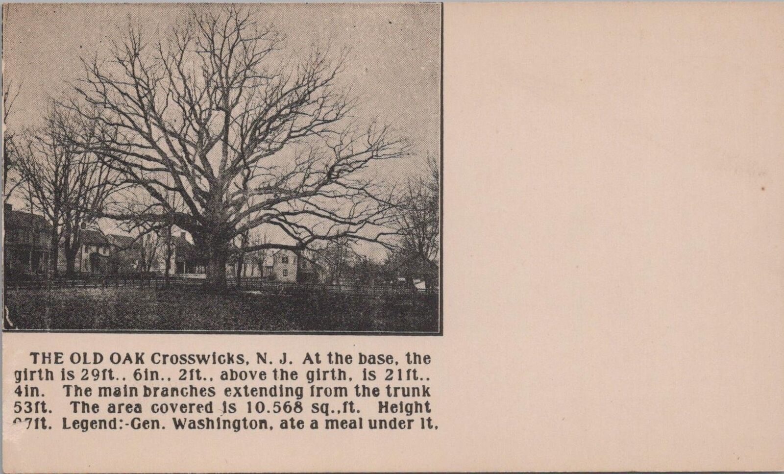 Postcard The Old Oak Crosswicks NJ 