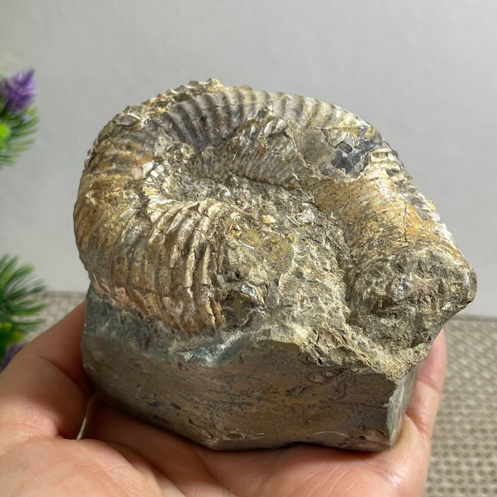 460g Rare Heteromorphic Ammonite Nostoceras malagasyense Madagascar h84