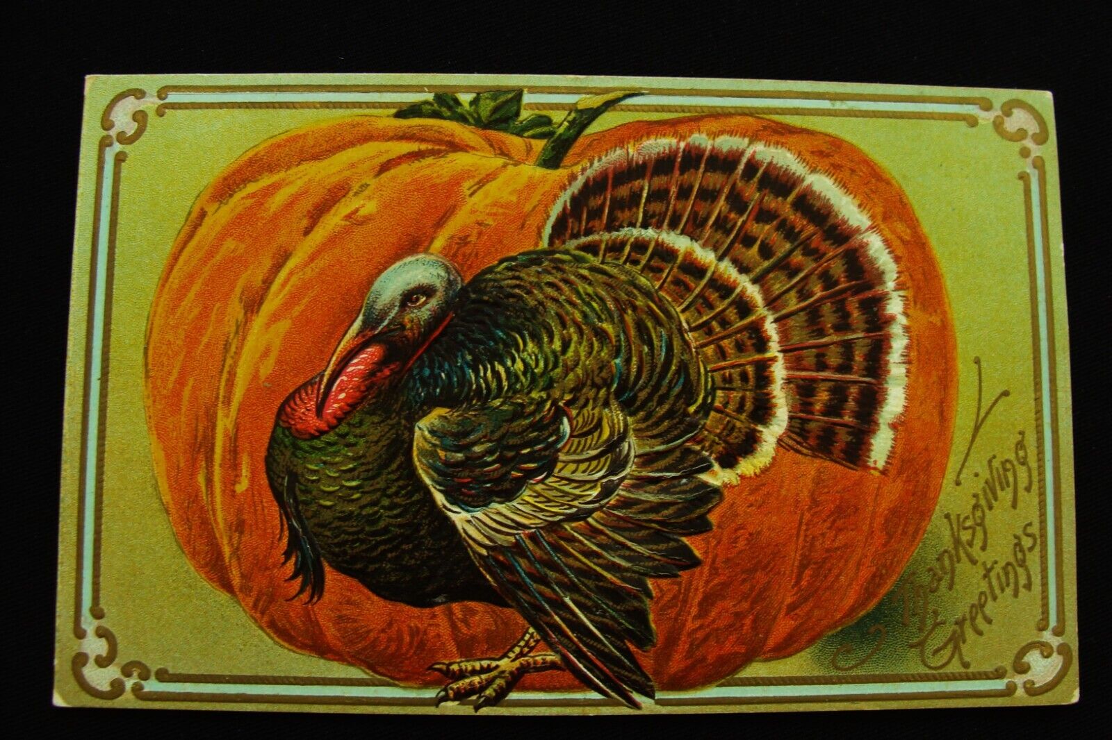 Proud Turkey w Fanned Feathers by Large Pumpkin Thanksgiving Postcard VG
