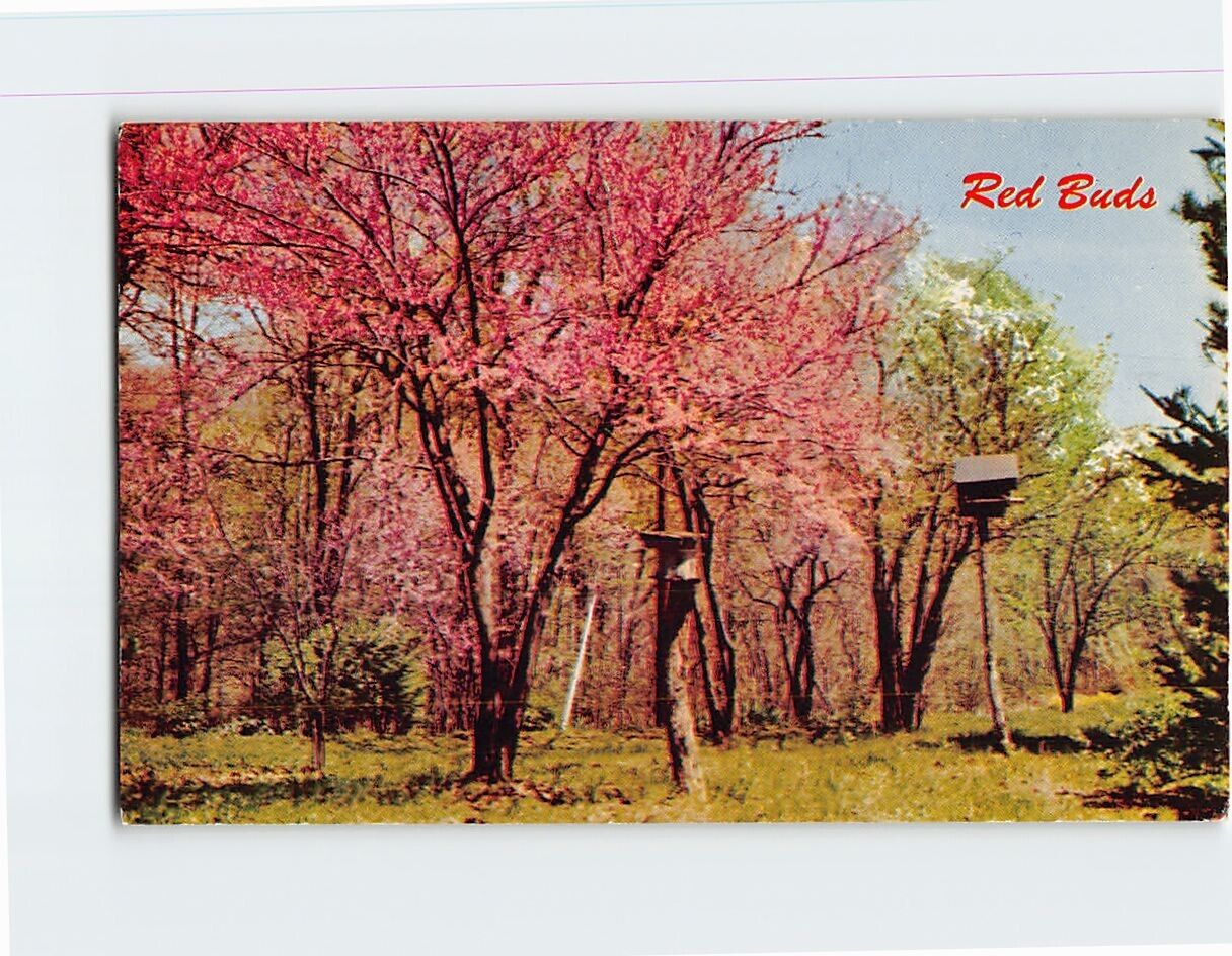 Postcard Red Buds