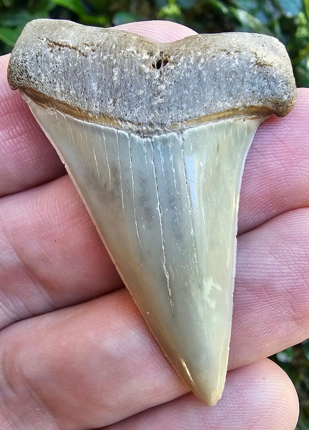 Bakersfield CA Hastalis Shark Tooth Fossil Not Great White Mako