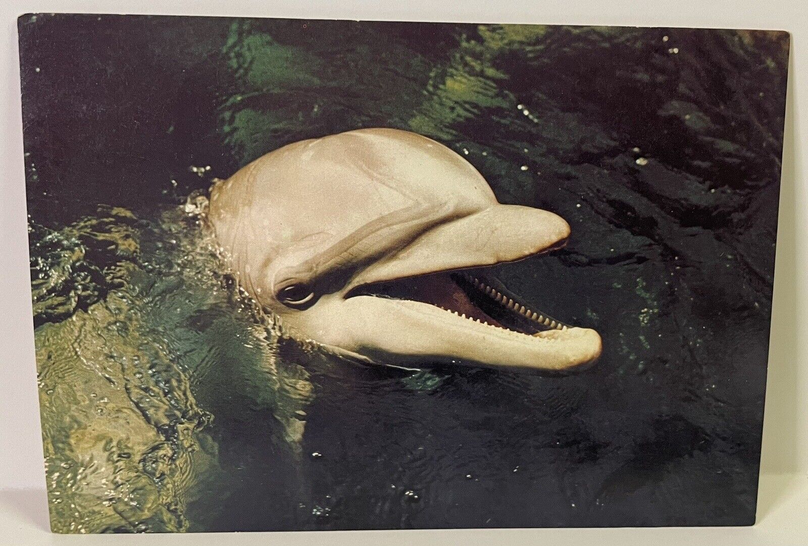 Postcard Brookfield IL Illinois Bottlenosed Dolphin Porpoise Brookfield Zoo