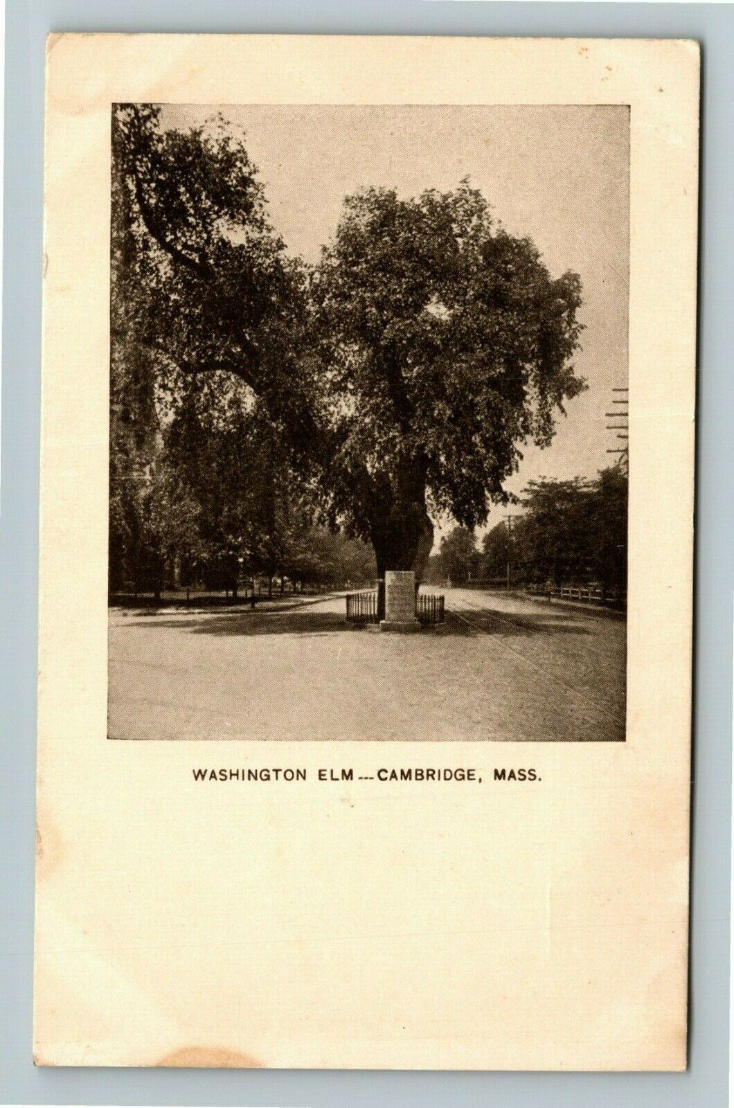 Cambridge MA-Massachusetts, Washington Elm, Historic Plaque, Vintage Postcard