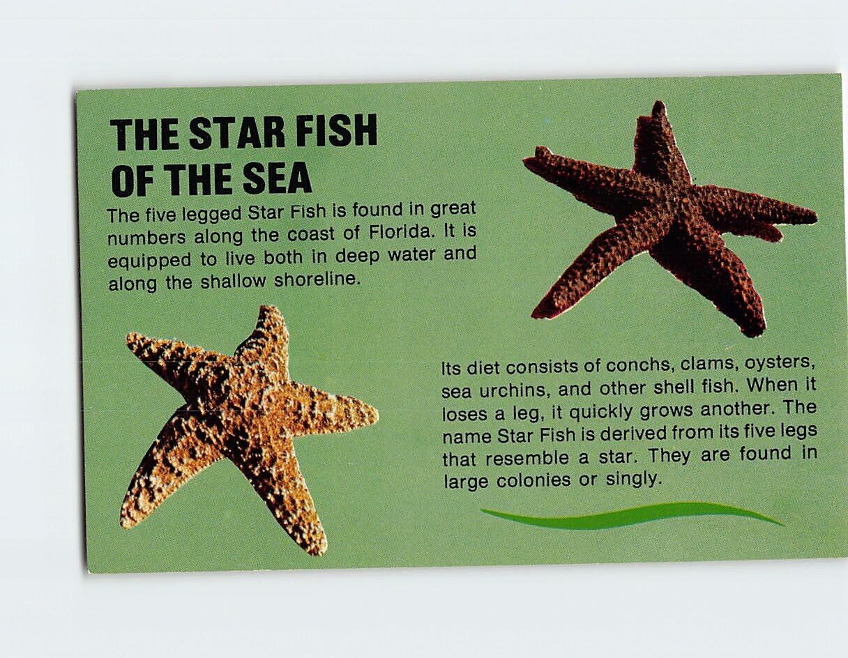 Postcard Star Fish Of The Sea Story Florida
