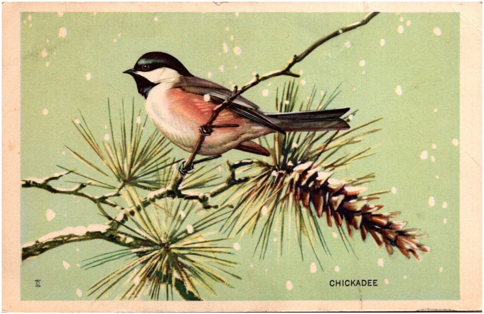 Chickadee Bird & Pinecone in Snow National Wildlife Federation 1939 Postcard