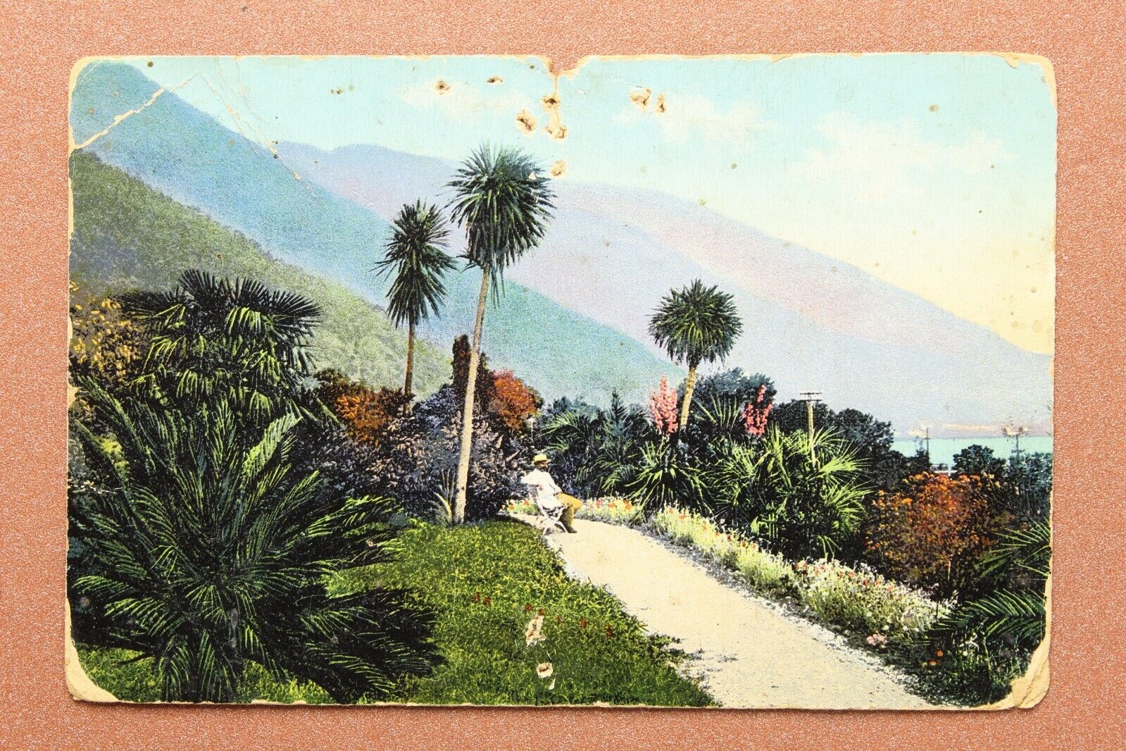 Caucasus Gagry. Park. Palm tree. Tsarist Russia phot. SEMIN postcard 1909s