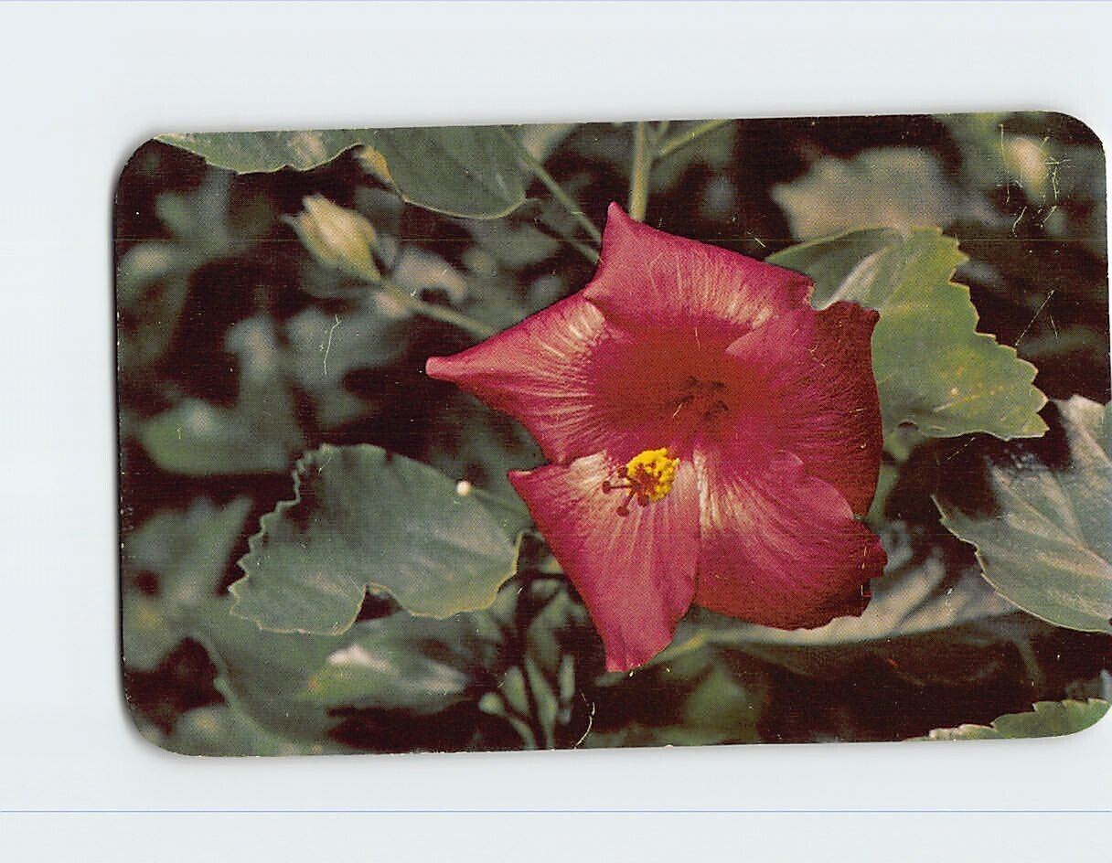 Postcard Glorious Hibiscus Blossom in Tropical Florida USA