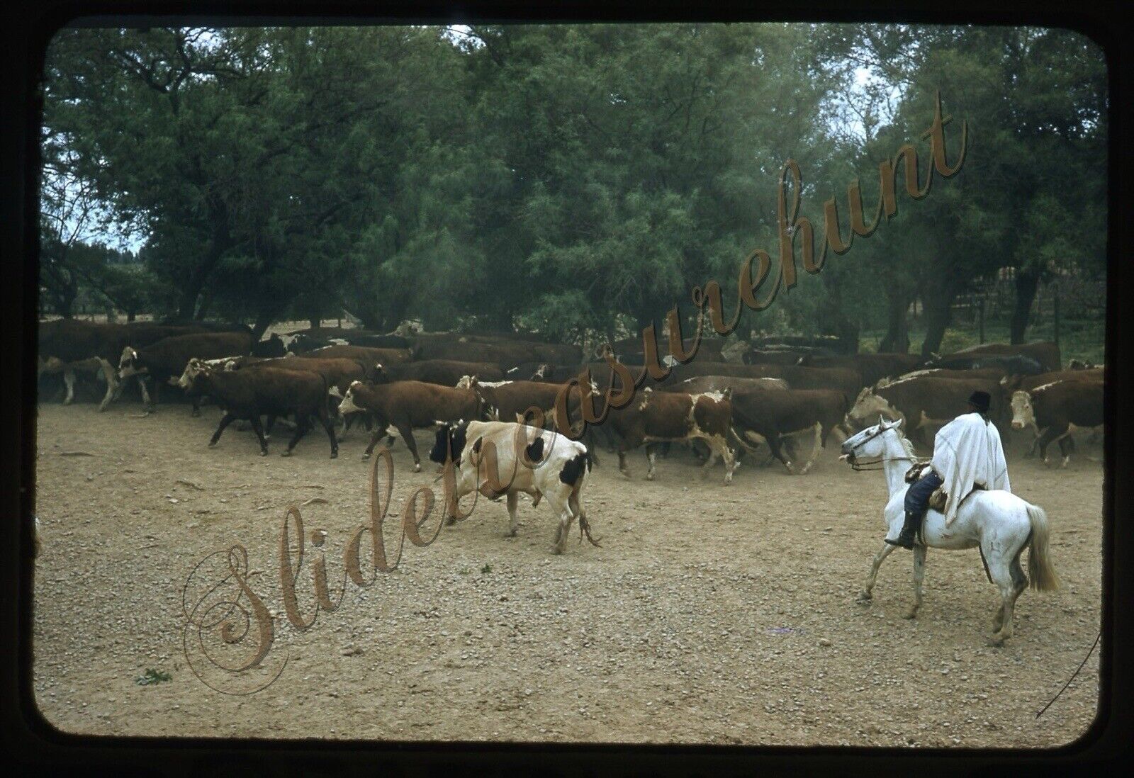 Argentina Cattle Cowboy Horse Ranch 35mm Slide 1950s Red Border Kodachrome