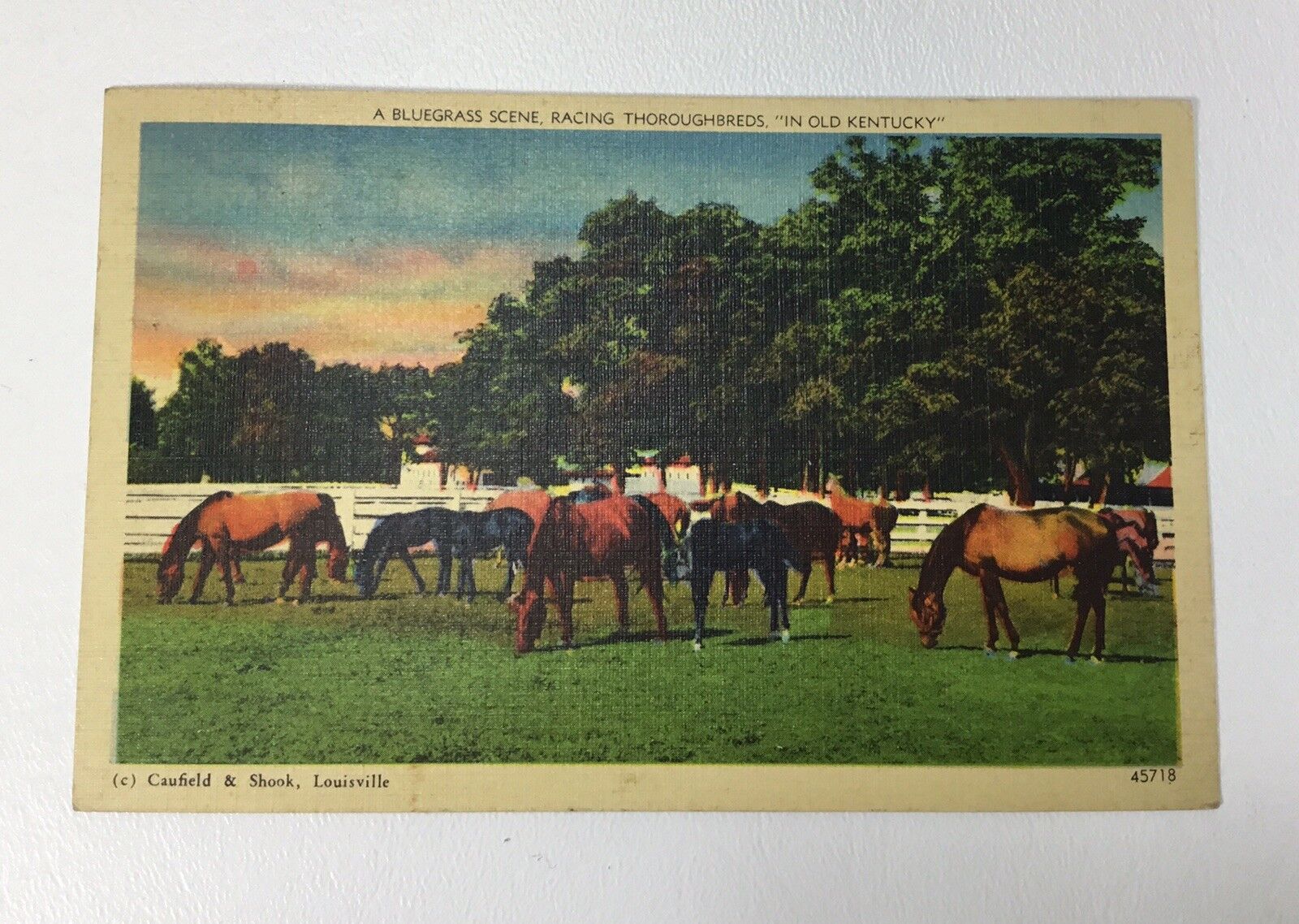 Used Postcard Horse \