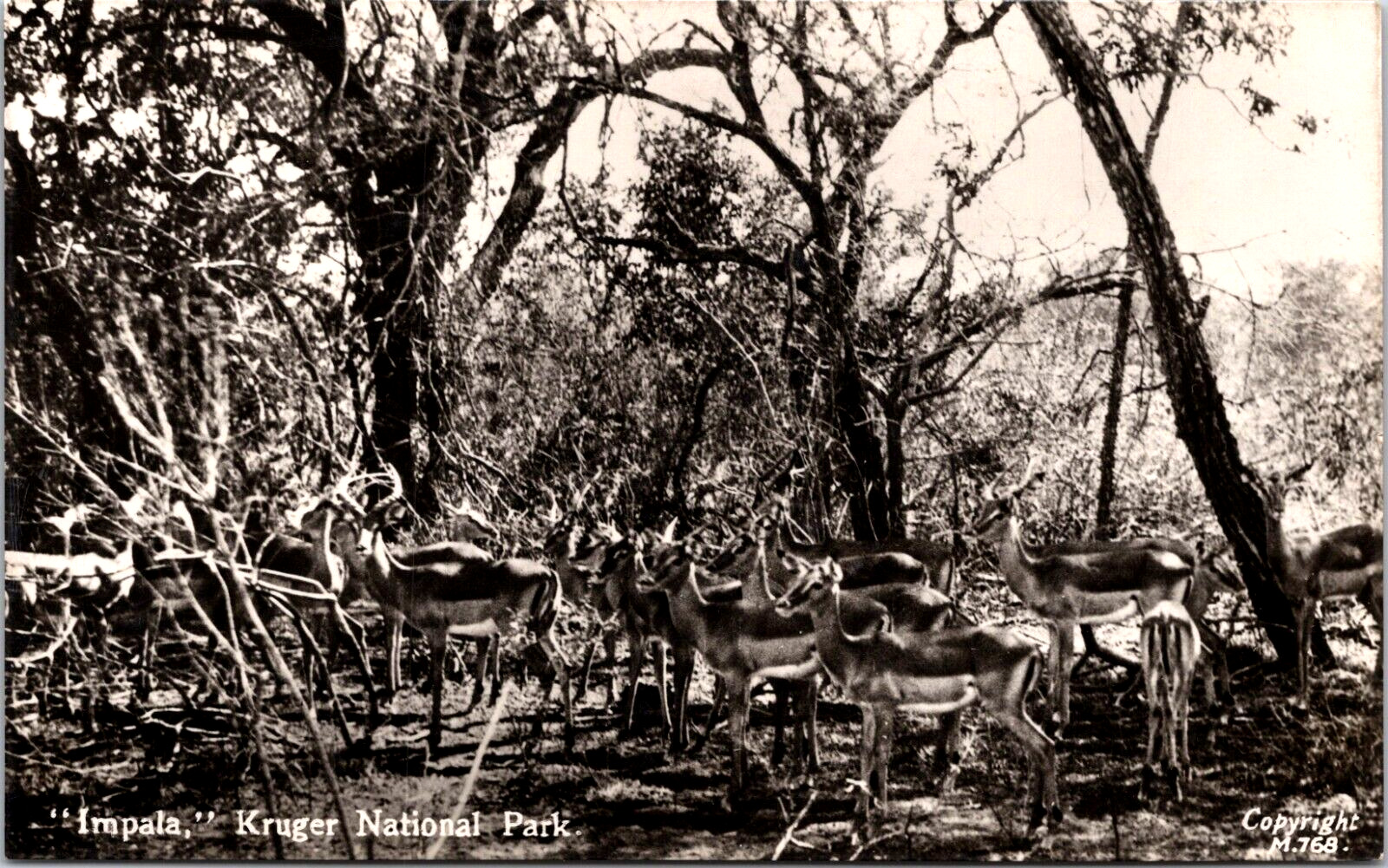 RPPC Impalas Antelope South Africa Kruger National Park UNESCO Game Reserve UNP