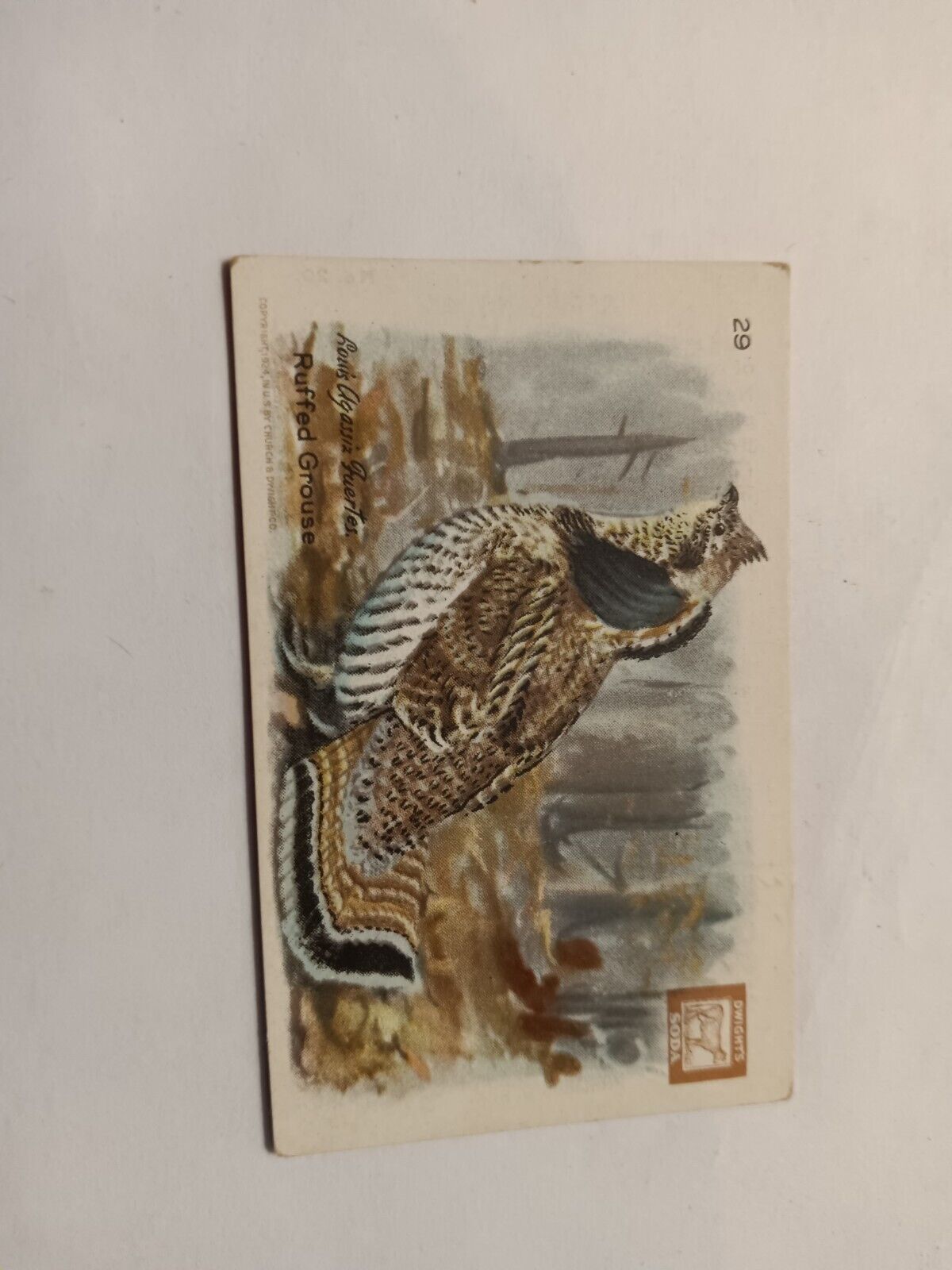 Vintage Church & Dwight's Soda Birds Series 4 Card No 29 Ruffed Grouse