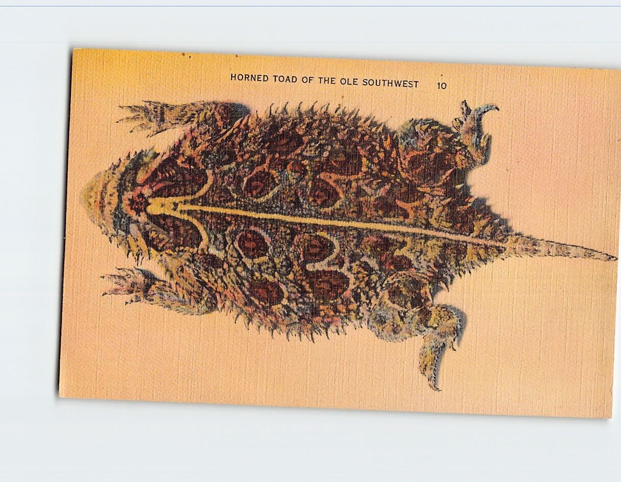 Postcard Horned Toad of the Ole Southwest