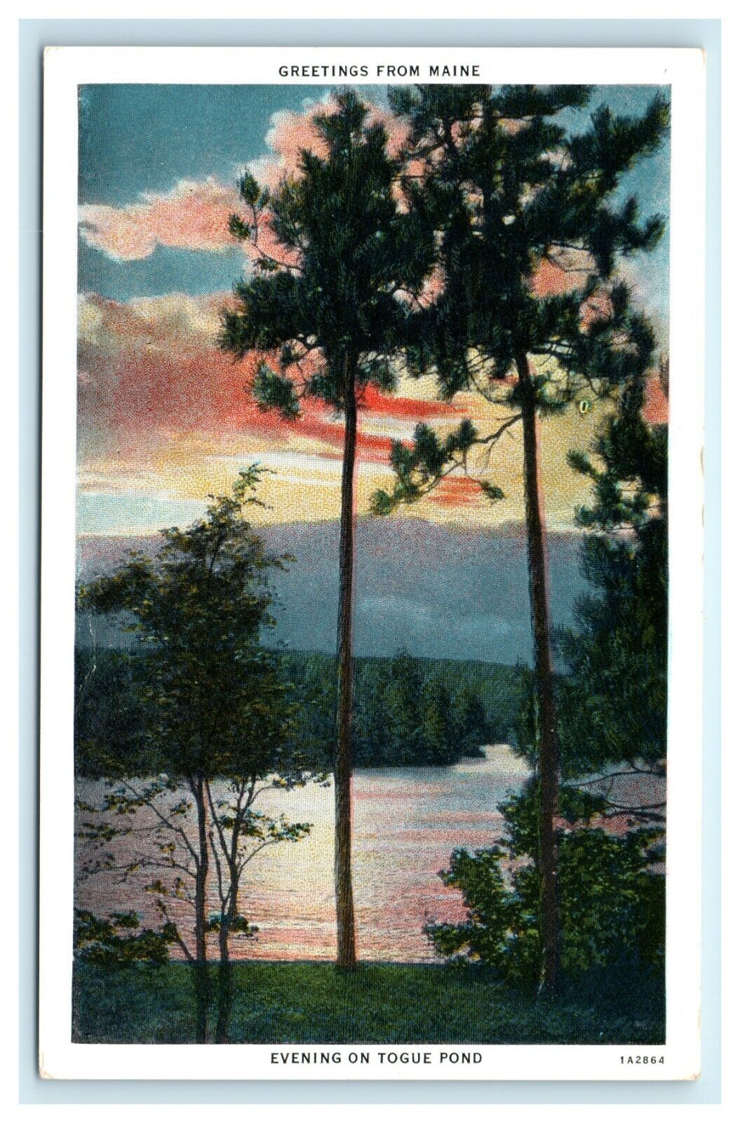 POSTCARD Greetings From Maine Evening on Togue Pond Tall Trees Sunset