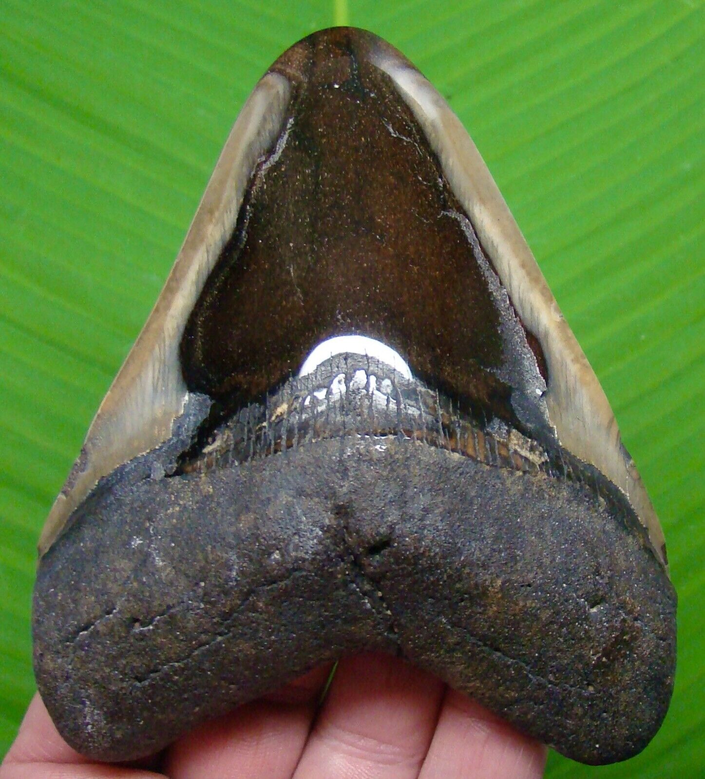MEGALODON SHARK TOOTH - 4.92 in.  - w/ DISPLAY STAND - AUTHENTIC MEGLADONE JAW 