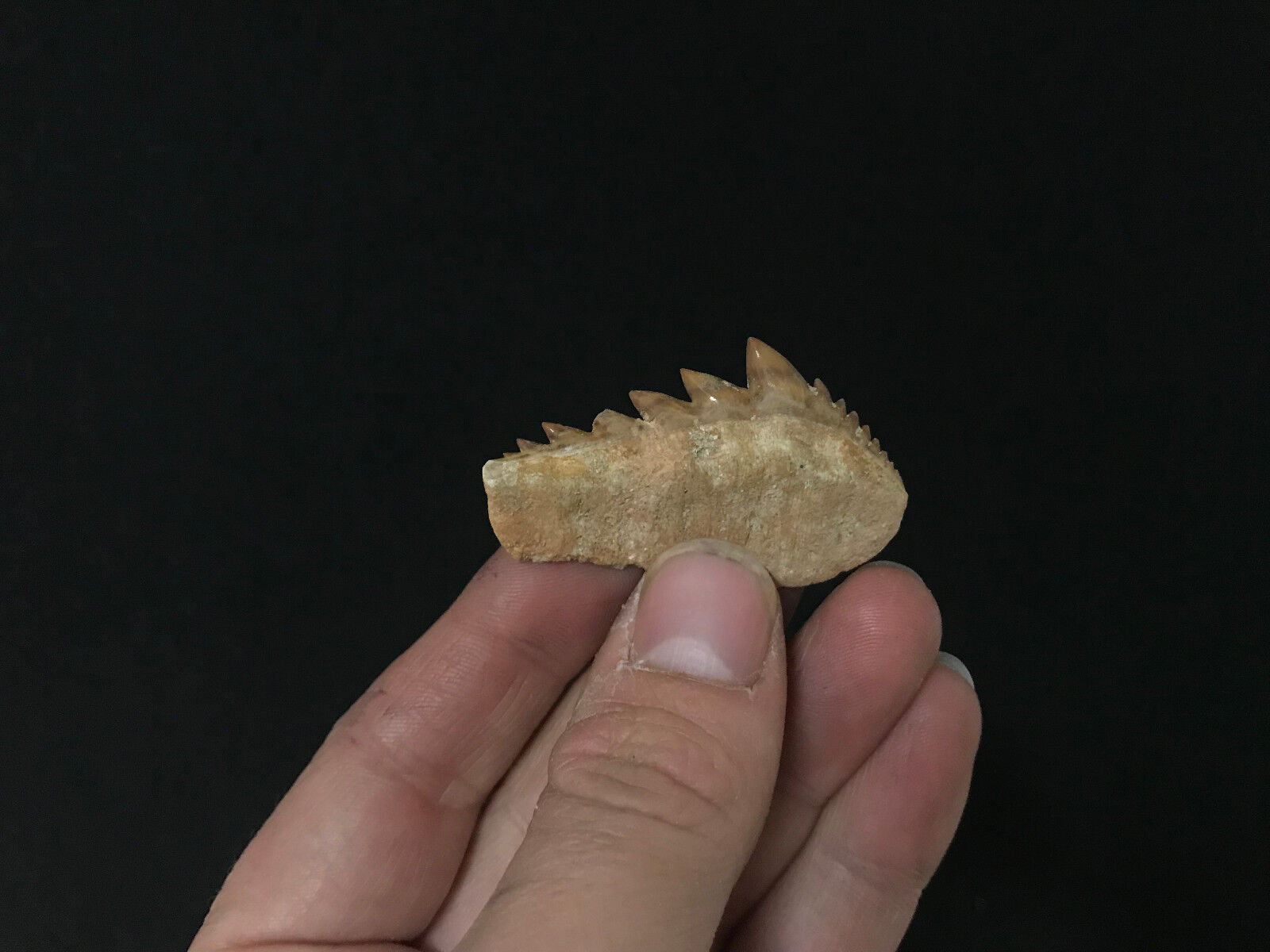 Hexanchus Griseus Fossil Cow Shark Tooth Fossil Cow Shark Shark RARE