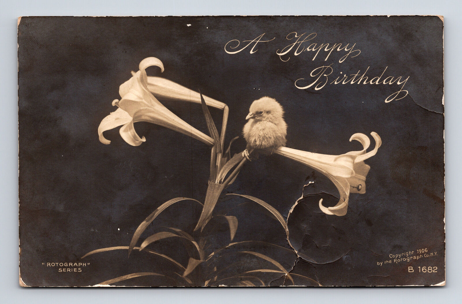 c1908 RPPC Happy Birthday Chick on Easter Lilly Flowers ROTOGRAPH Postcard