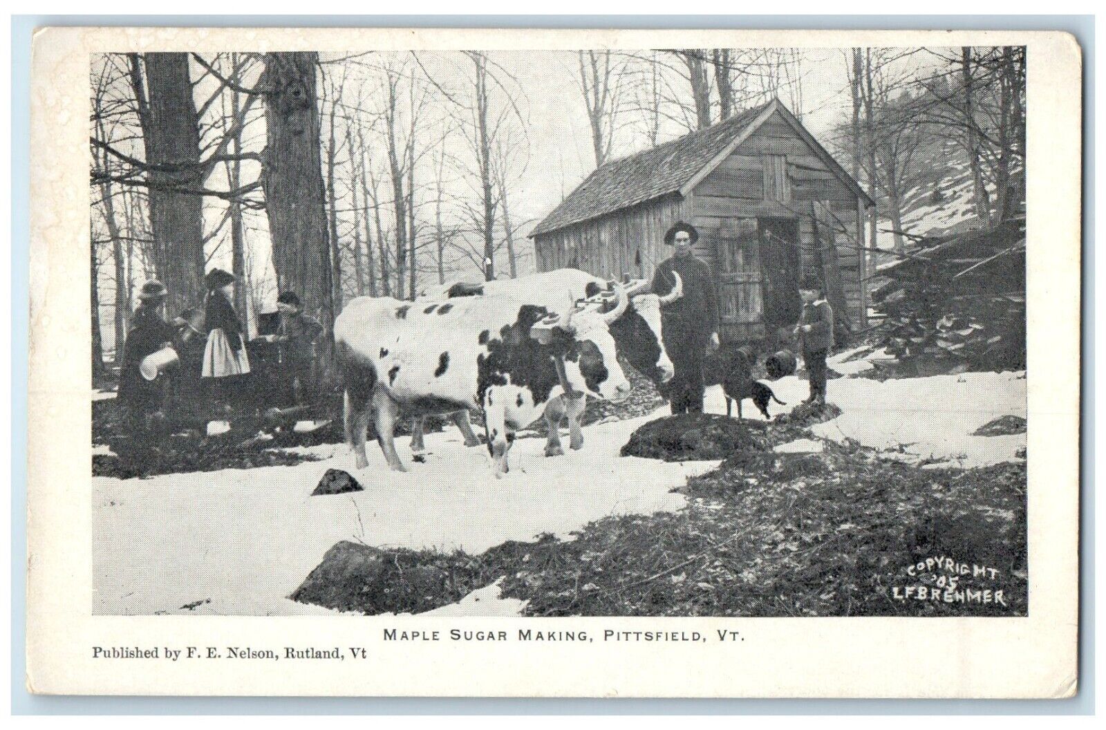1908 Maple Sugar Making Pittsfield Wallingford Vermont VT, Cows Antique Postcard