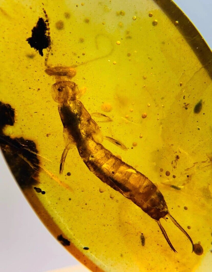 Burmese insects fossil burmite Cretaceous Earwig insect amber fossil Myanmar