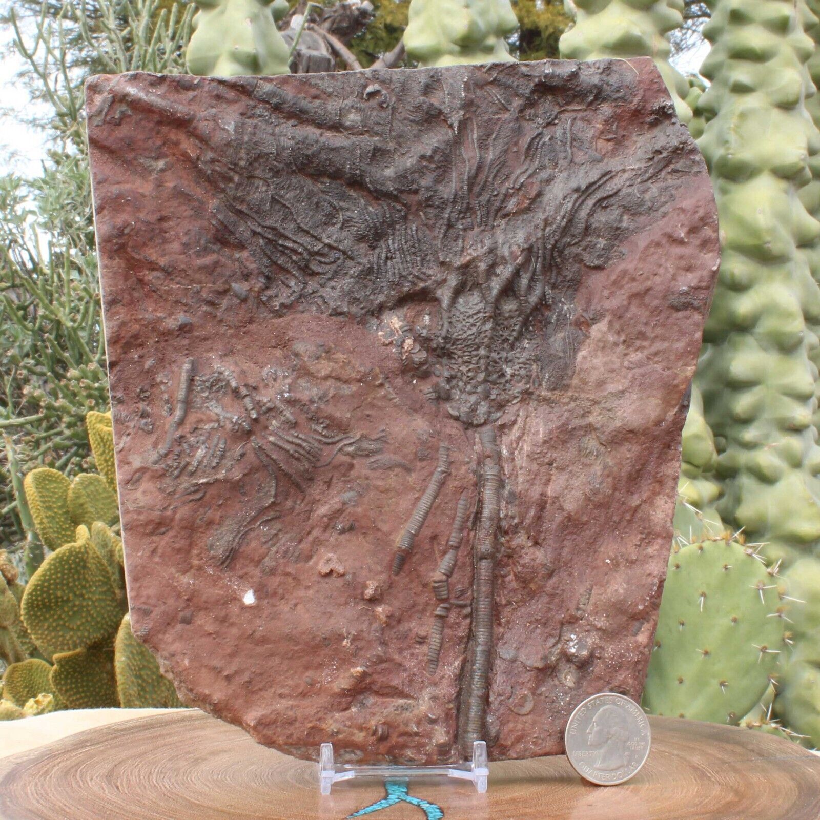 Crinoid Fossil Ocean \'Flower\' Sea Animal Scyphocrinite Great Detail Calyx Plates