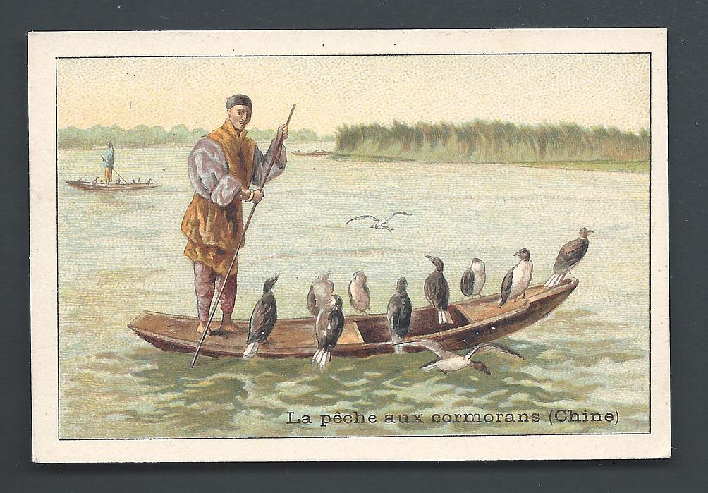 Fishing with Cormorants Bird Hunting China ca 1900