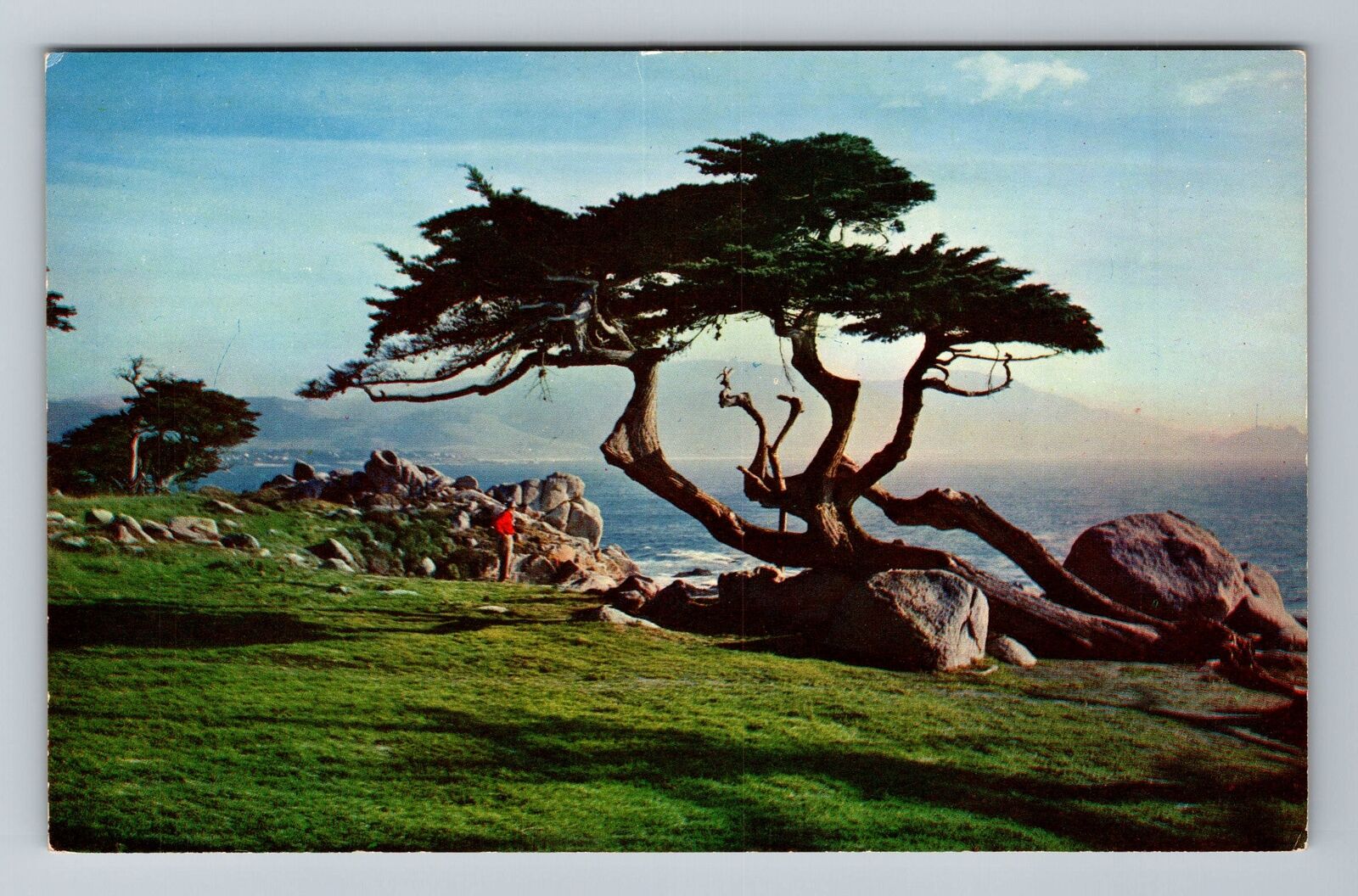 CA-California, Typical Cypress and Seaside, Lush Fairways, Vintage Postcard